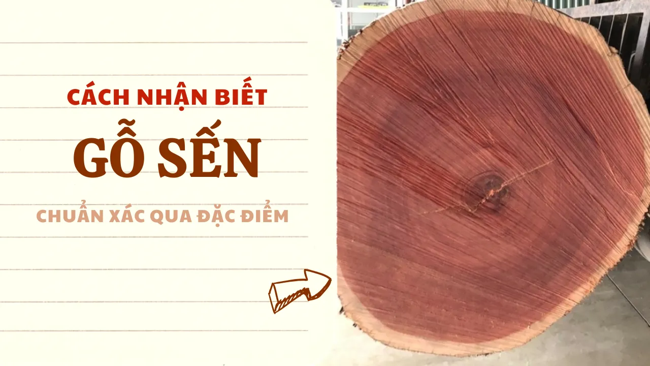 Cách nhận biết Gỗ Sến chuẩn xác qua đặc điểm và phân biệt với các loại gỗ khác