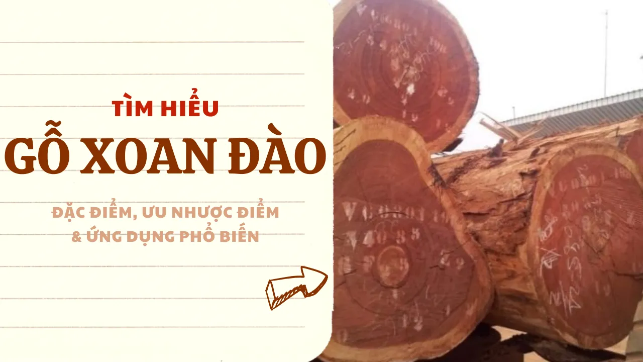 Gỗ Xoan Đào: Đặc điểm, Ưu nhược điểm & Ứng dụng phổ biến