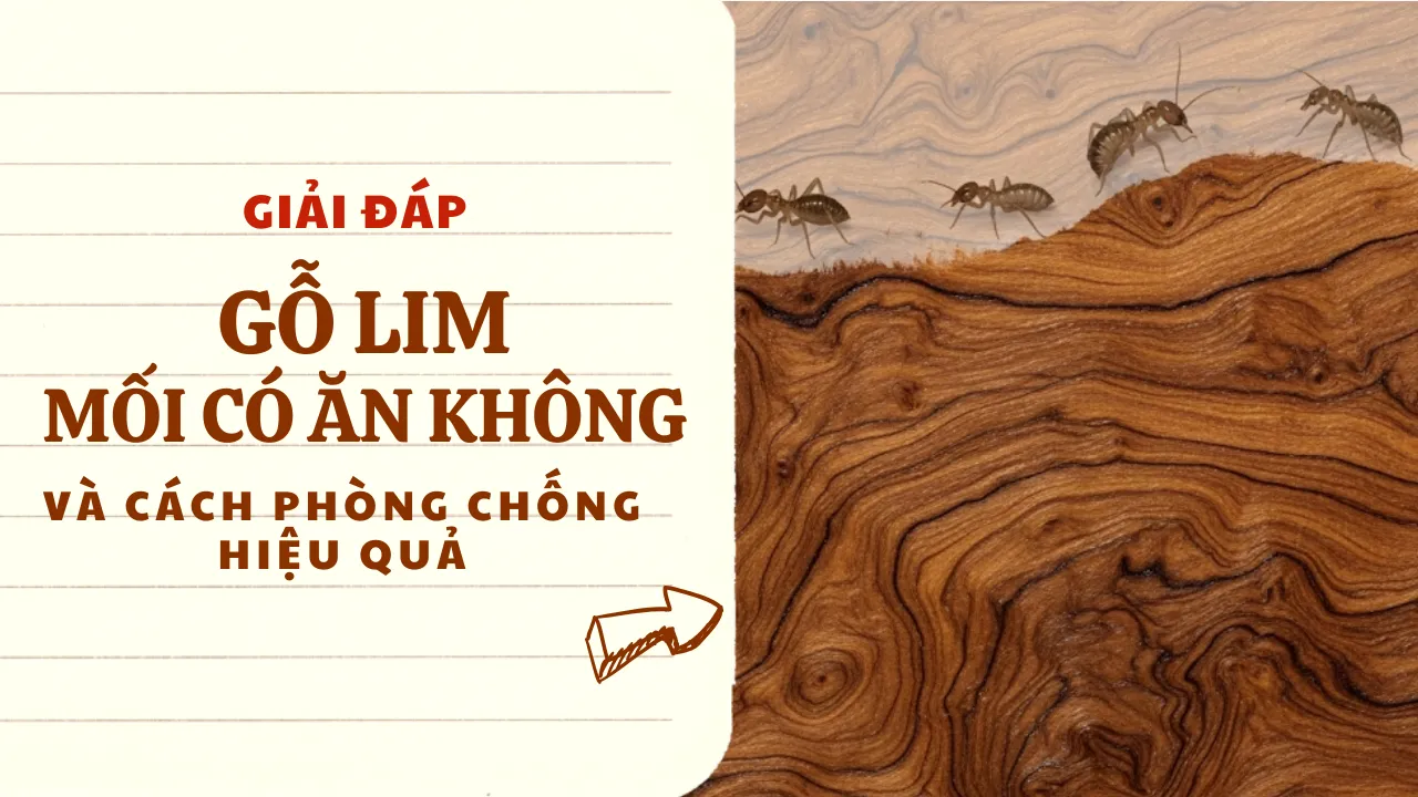 Gỗ Lim mối có ăn không? sự thật và 5+ cách phòng chống hiệu quả