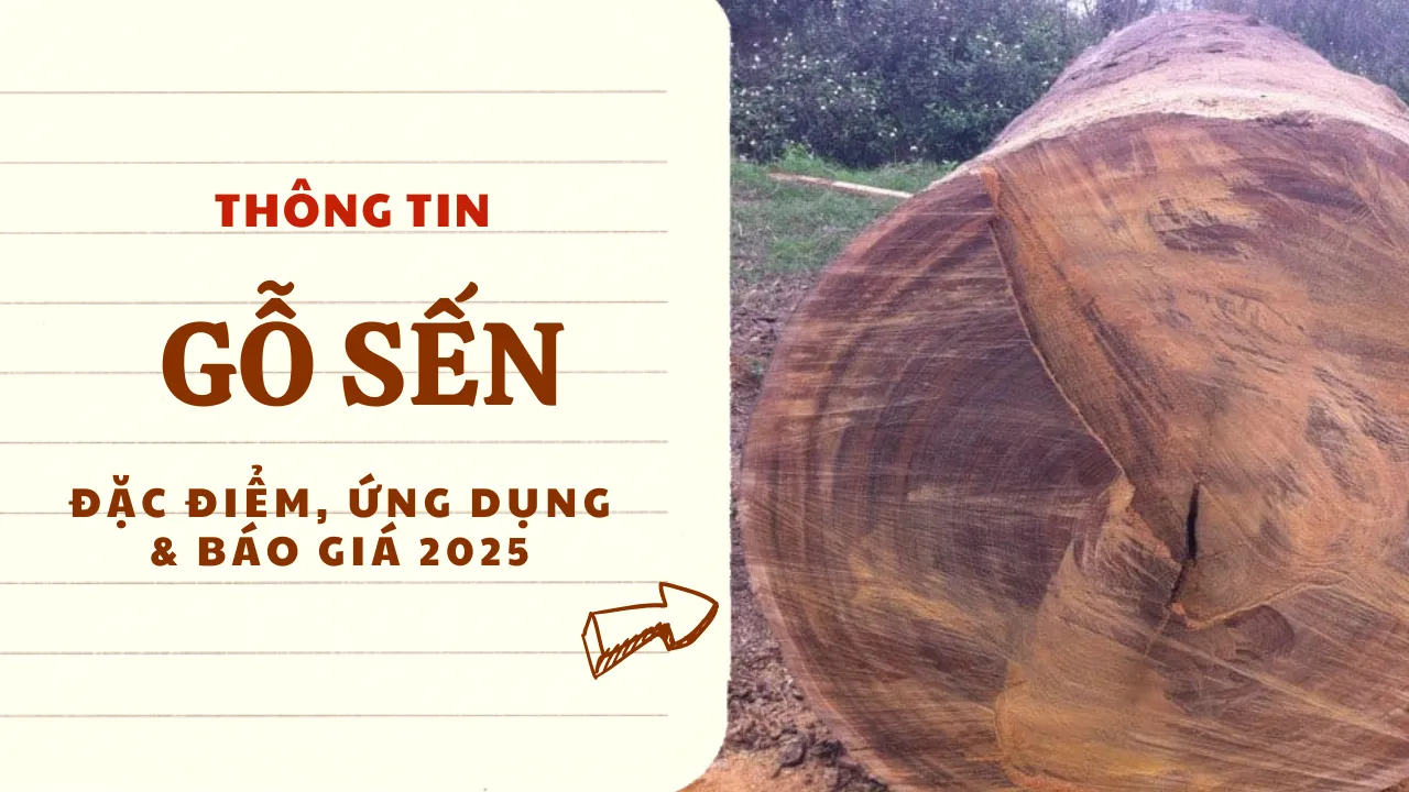 Gỗ Sến là gì? Đặc điểm, ứng dụng & báo giá gỗ Sến [2025]