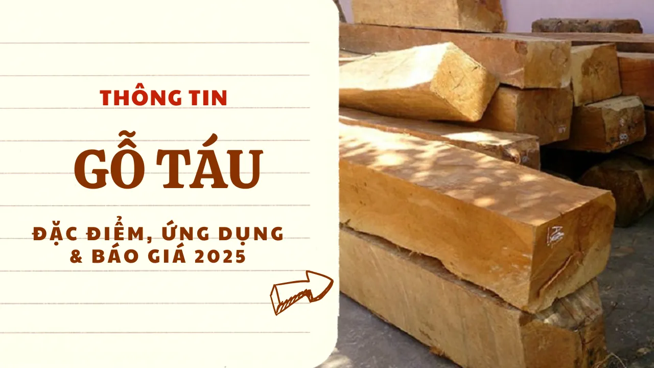 Gỗ Táu: Đặc tính, ứng dụng & giá trị ít ai biết