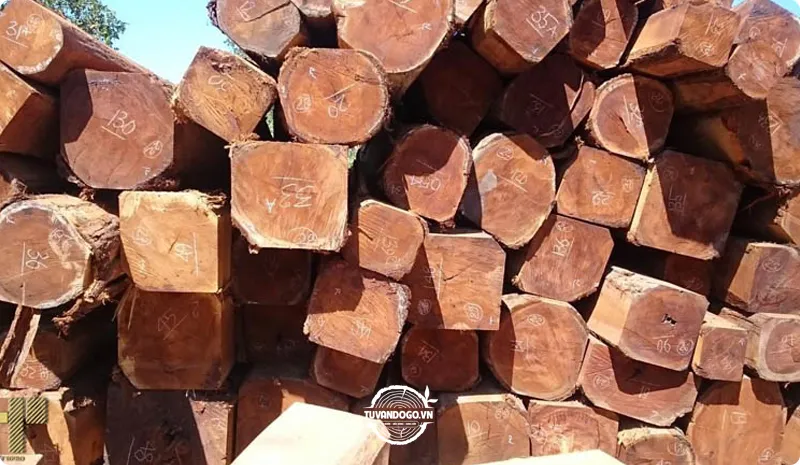 Các loại gỗ Sến phổ biến: Sến Mật, Sến Đỏ, Sến Mủ
