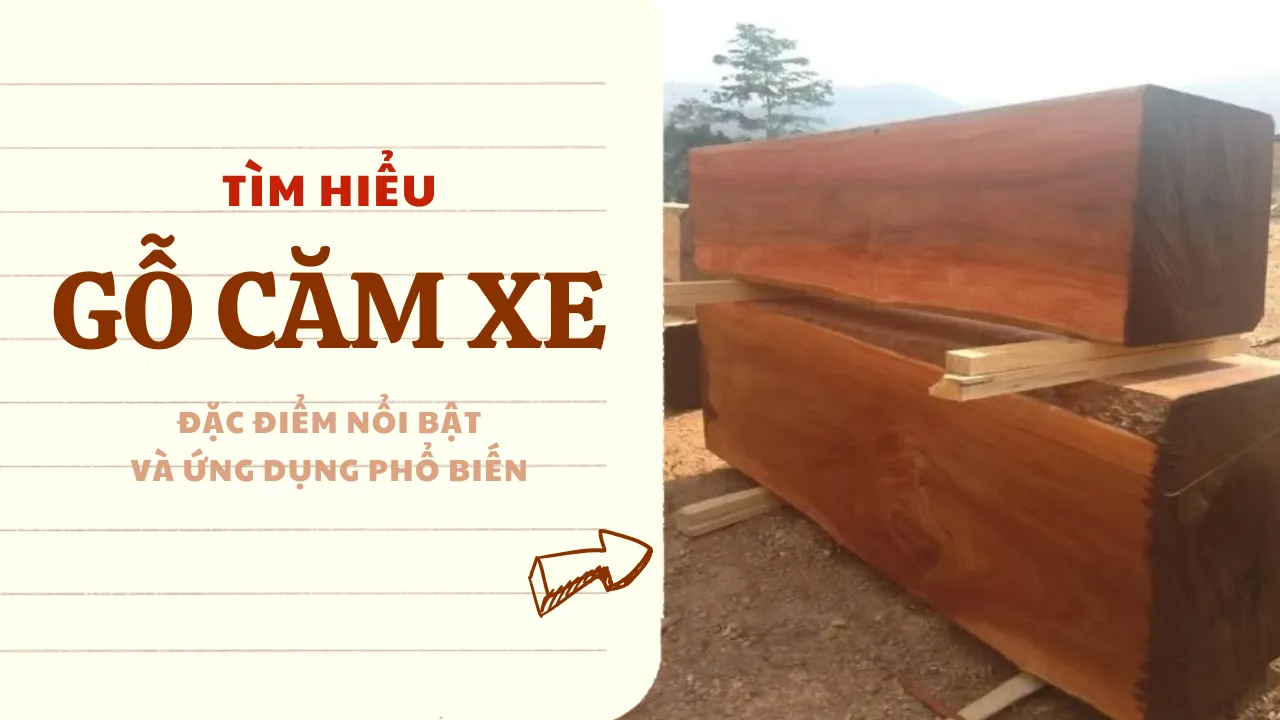 Gỗ Căm Xe là gì? Đặc điểm nổi bật và ứng dụng phổ biến