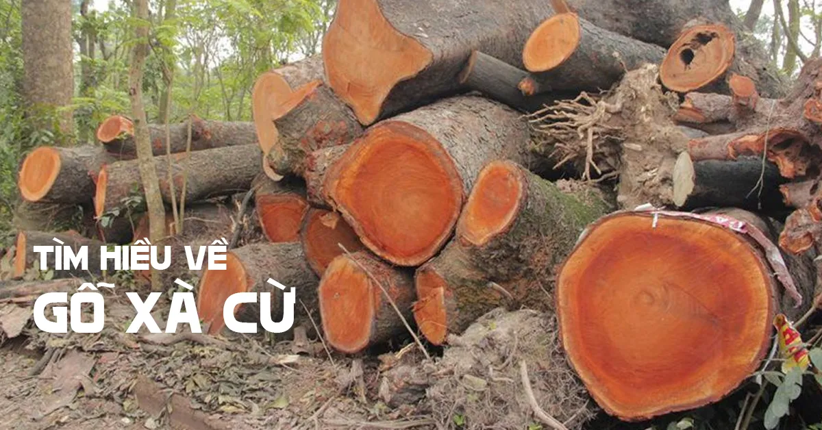 Gỗ Xà Cừ: Khám phá đặc điểm, ứng dụng và giá trị trong nội thất
