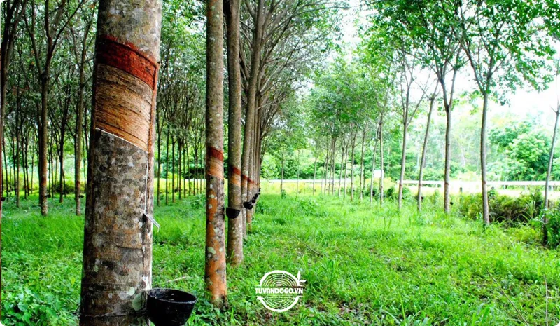 Rừng cây cao su xanh tươi tại Việt Nam