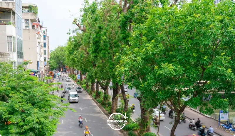 Hàng cây xà cừ cổ thụ xanh tốt ở Việt Nam, biểu tượng của sự bền vững