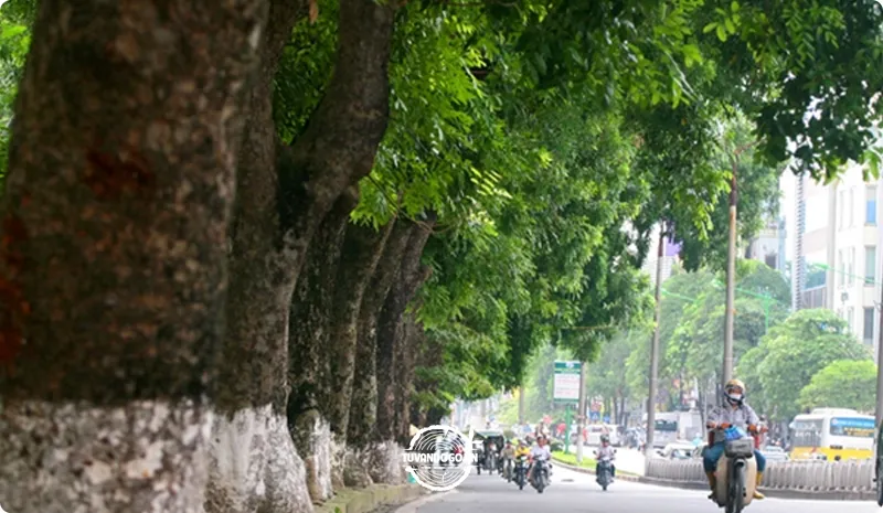 Cận cảnh thân cây xà cừ với vỏ sần sùi và vân gỗ độc đáo, thể hiện đặc tính tự nhiên.